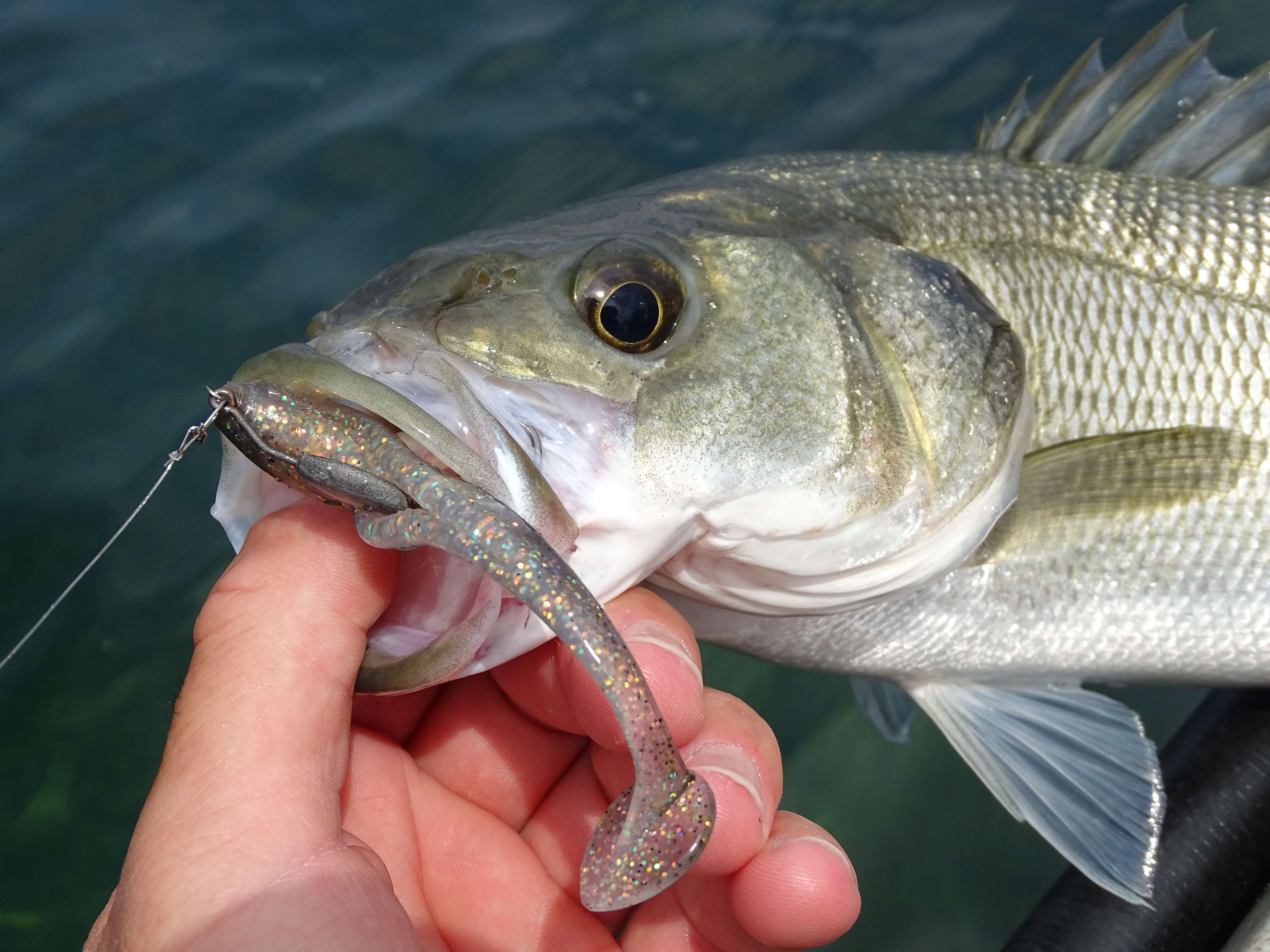 Les pêches multi-espèces au leurre en été - Peche et Poissons