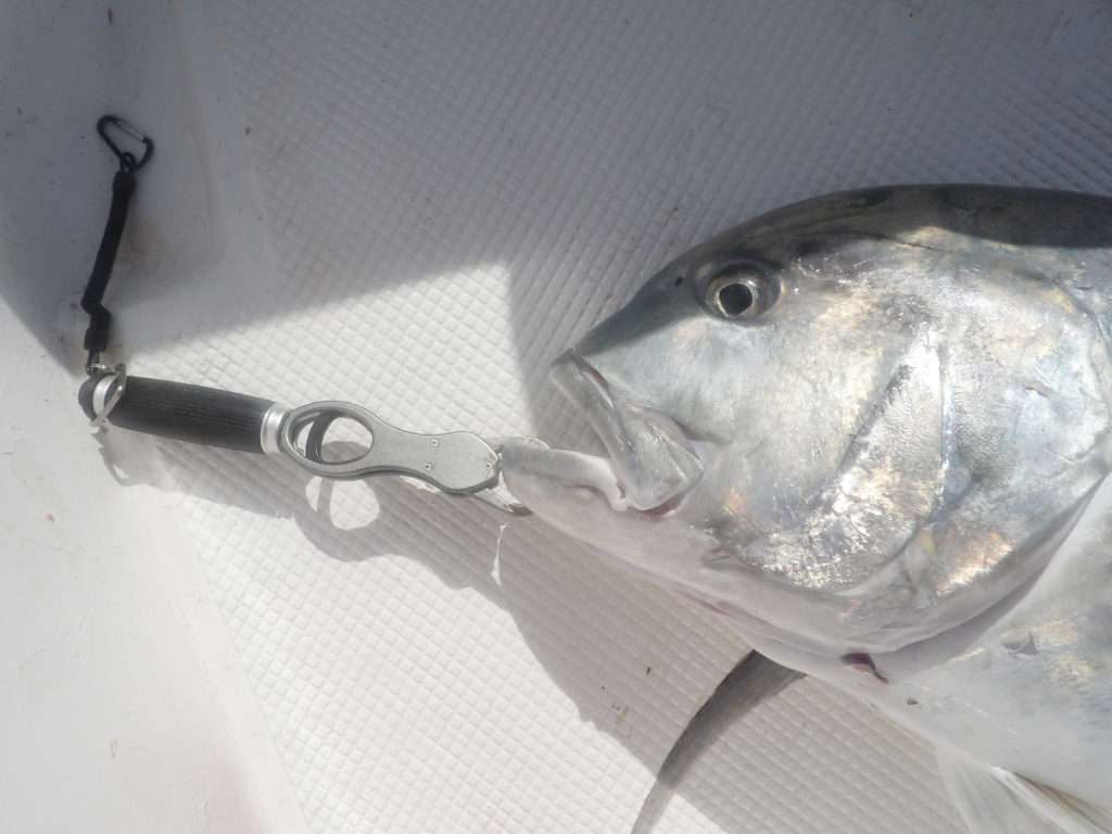 Pêche aux leurres : pêchez les poissons blancs à vue !
